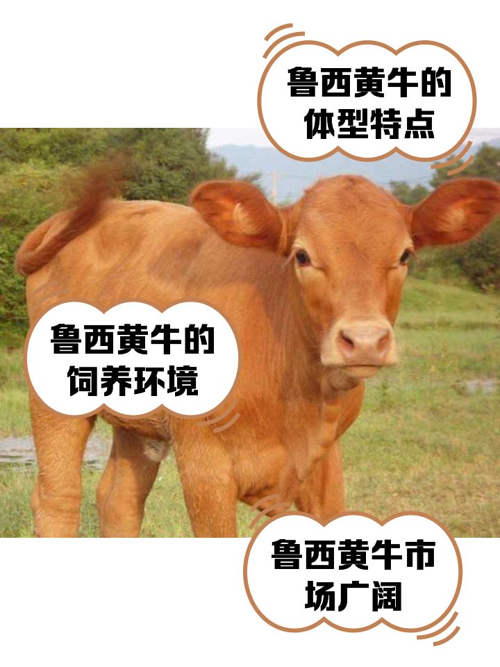 阿勒泰最新医保取现黄牛方法分析(最方便真实的阿勒泰医保取现黄牛怎么取方法)